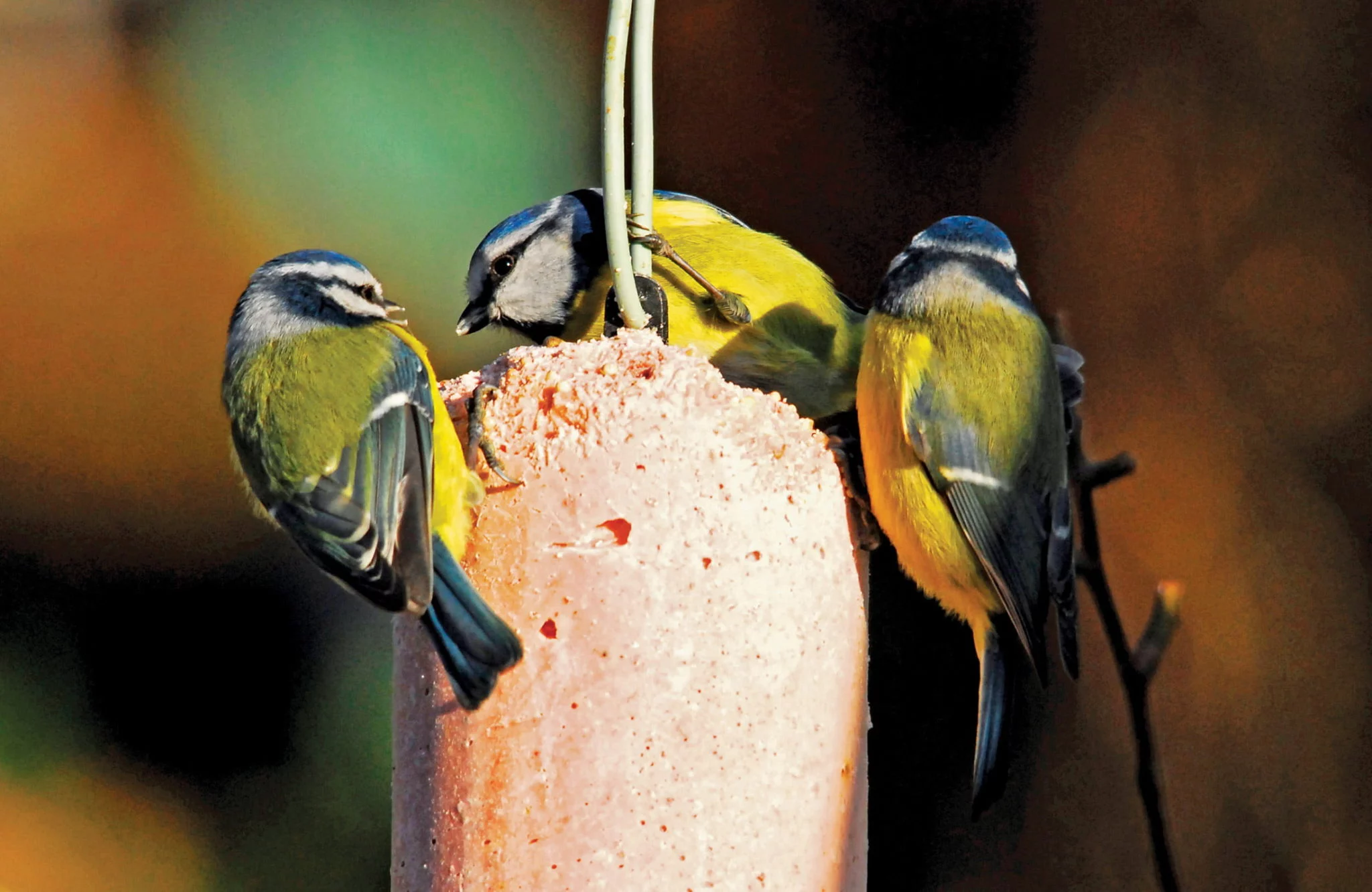 three blue tits on top of hanging suet feeder