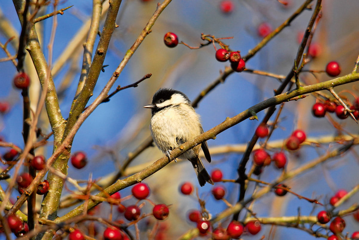 Coal Tit perched on branch