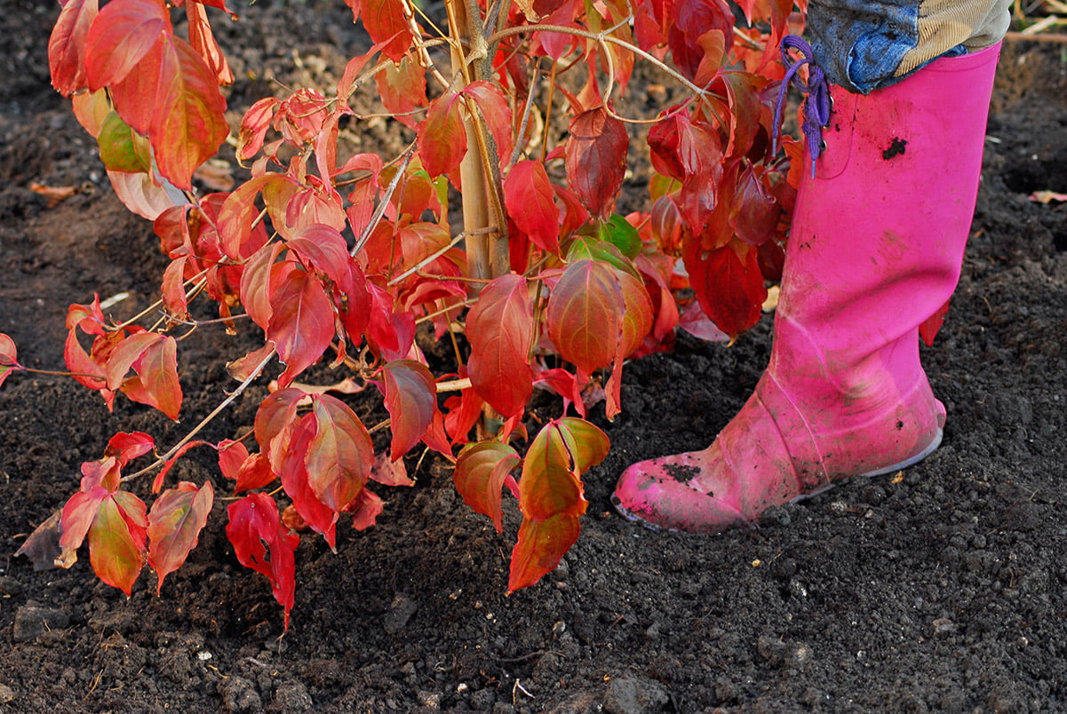 firming in around freshly planted shrub