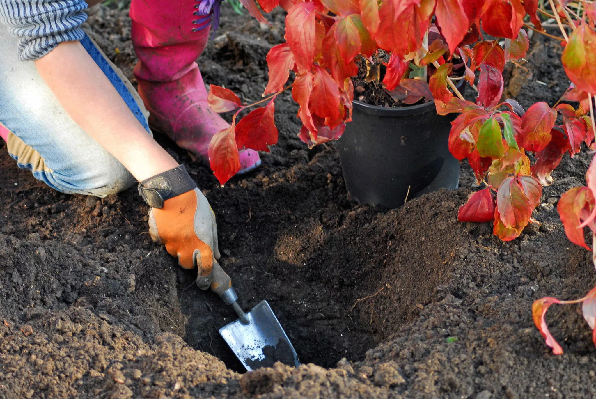loosening base of planting hole with trowel