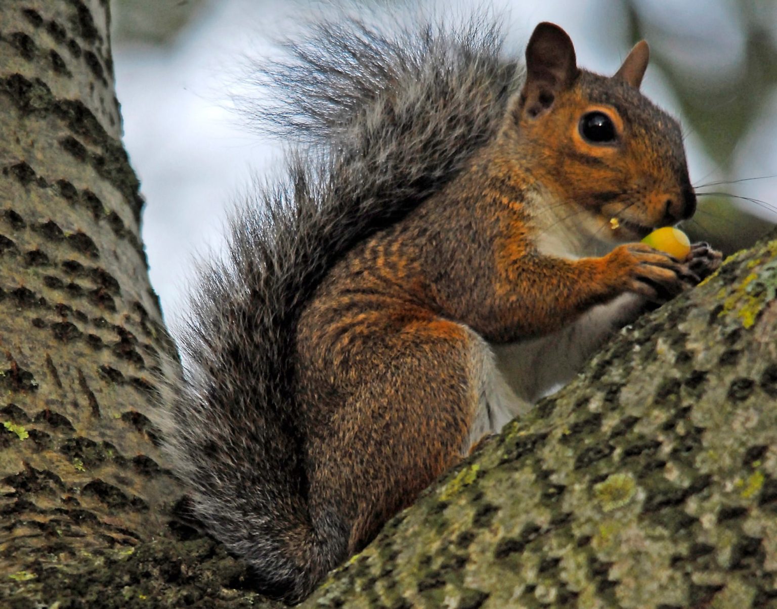 How to stop squirrels eating bird food Richard Jackson Garden