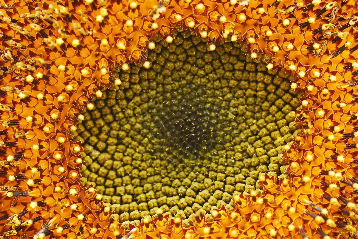 Close up of sunflower head