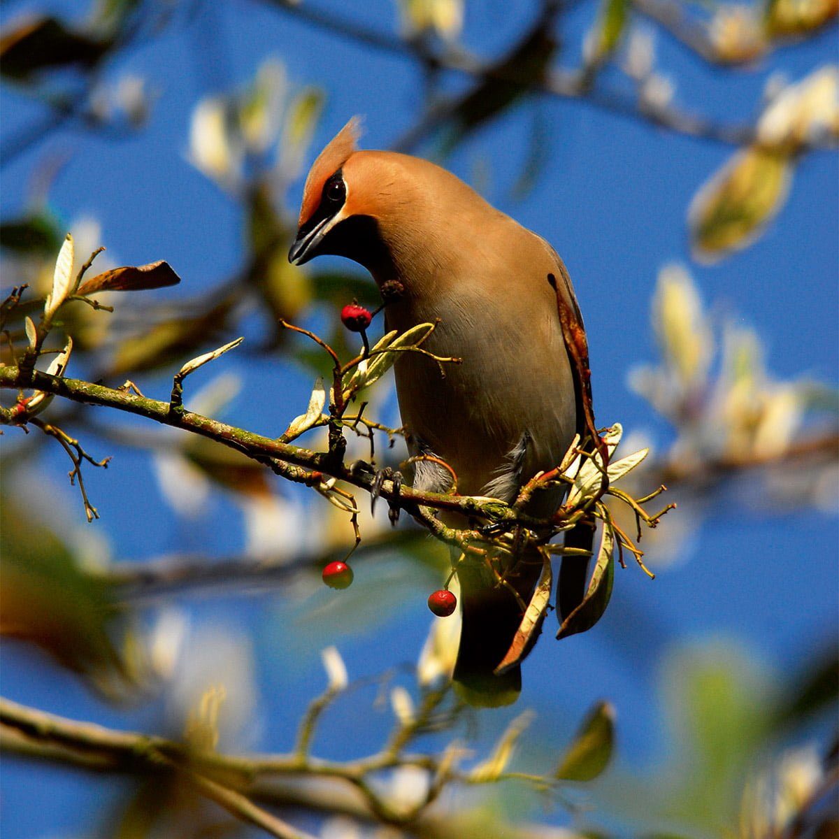 Waxwing eating berries from tree