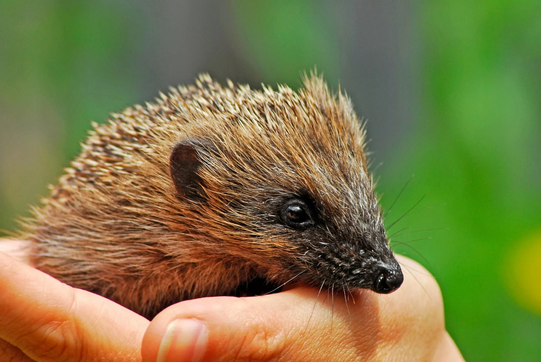 baby hedgehog being held