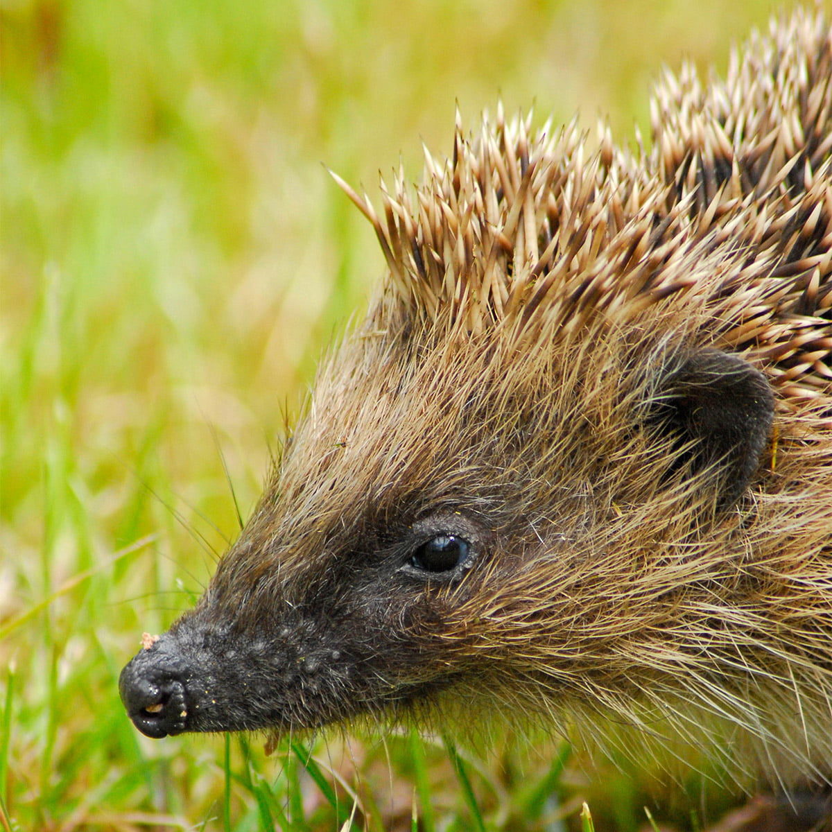 hedgehog close up
