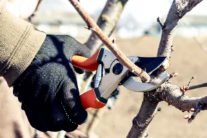 Man cutting through branch with secateurs