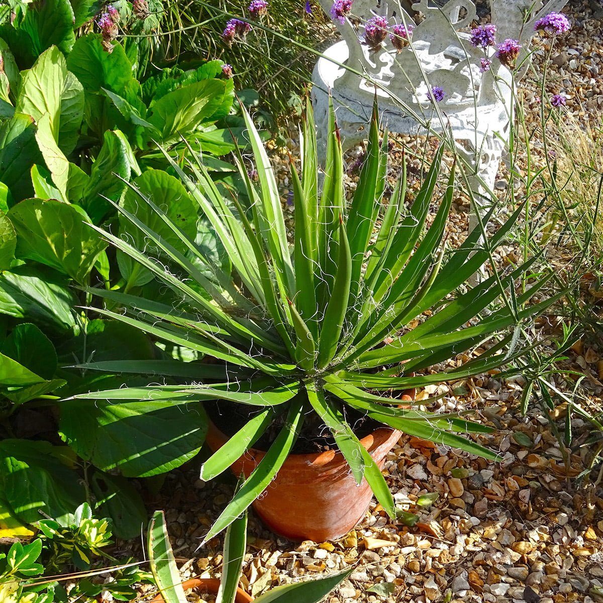 agave parviflora in pot