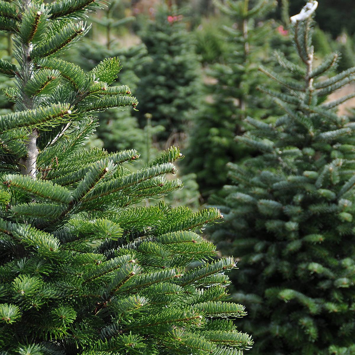 Christmas Tree Delivered - Nordmann Fir Needlefast® Christmas Tree s