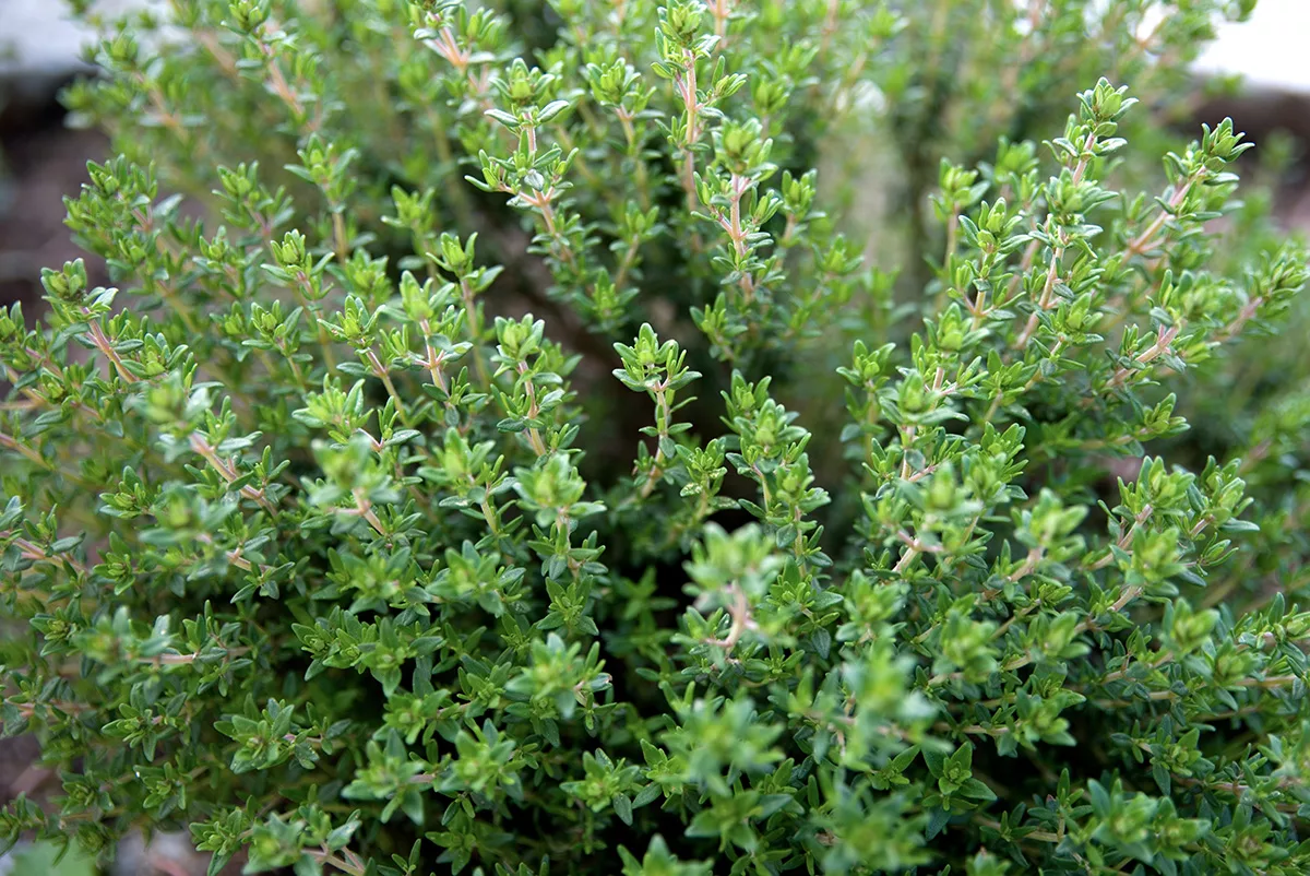 Thyme