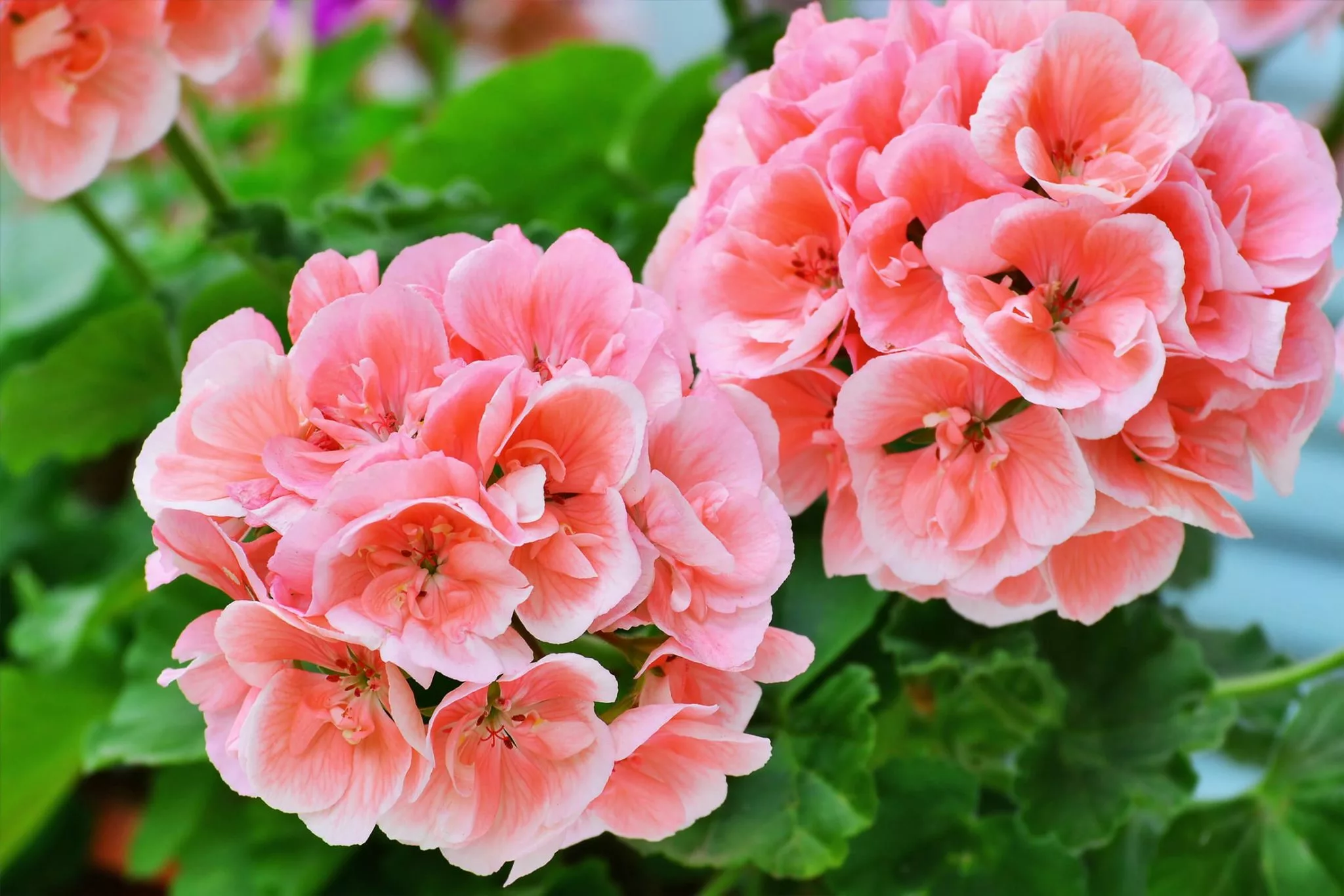 salmon pink pelargonium zonale flowers
