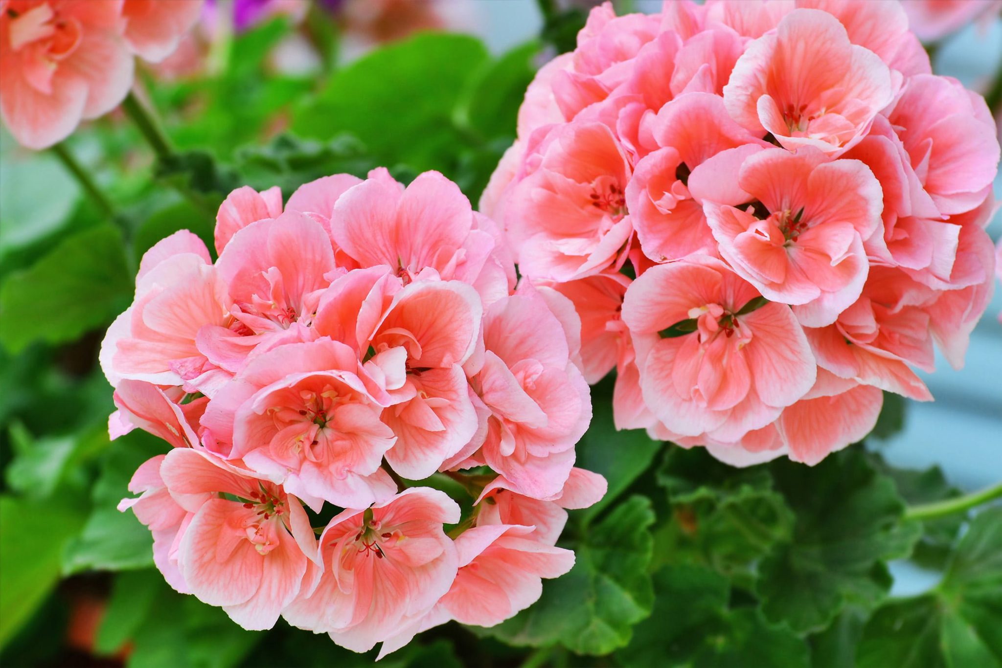 salmon pink pelargonium zonale flowers