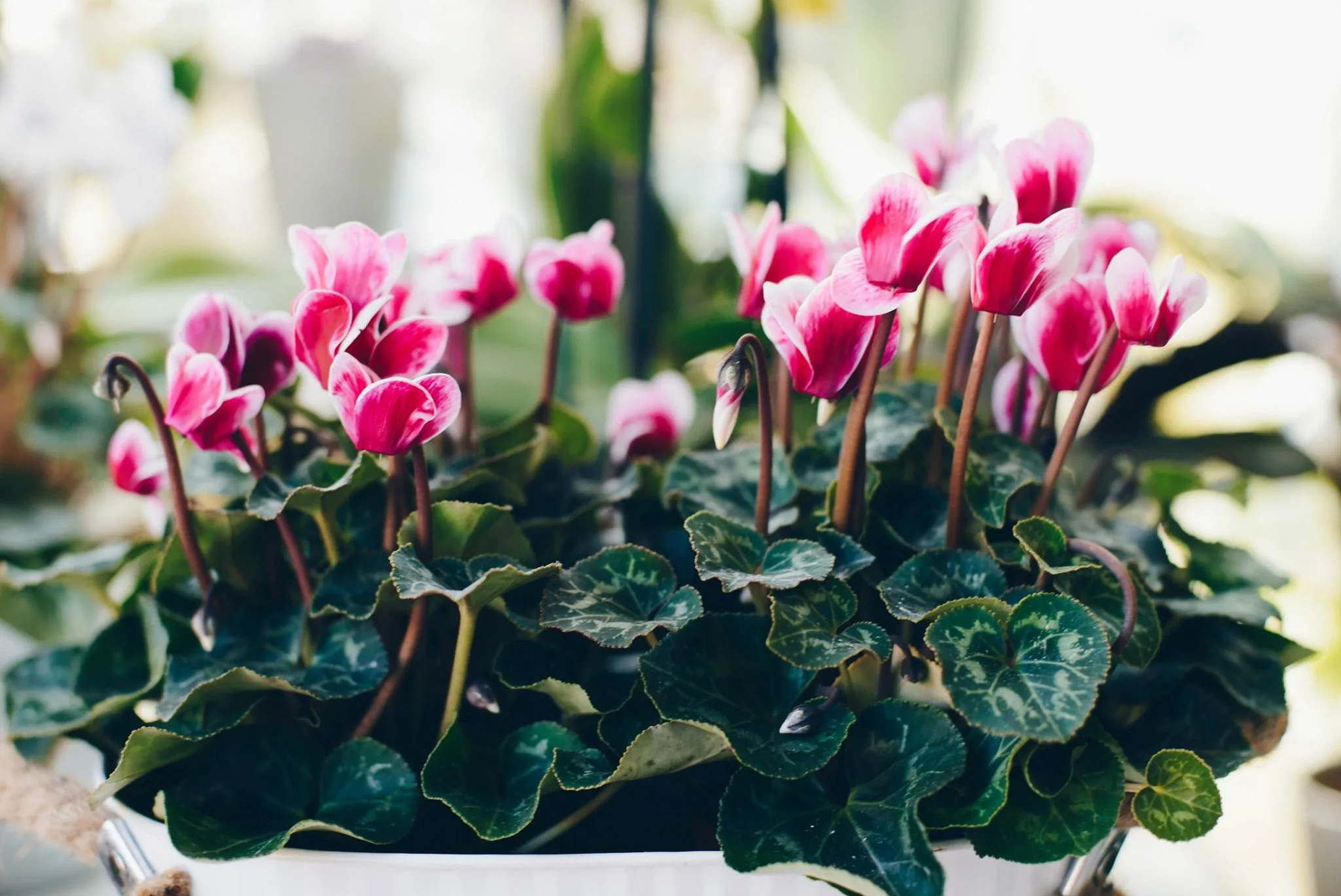 pink cyclamen houseplant