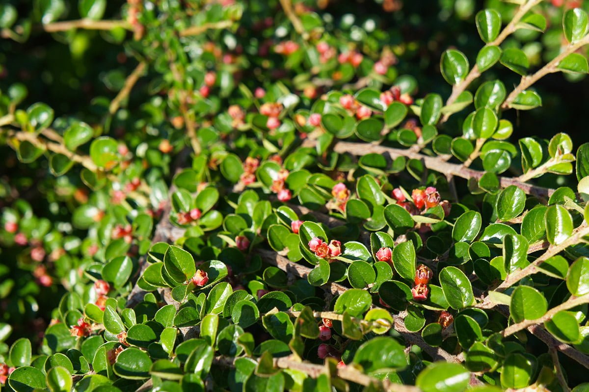 cotoneaster horizontalis with red berries