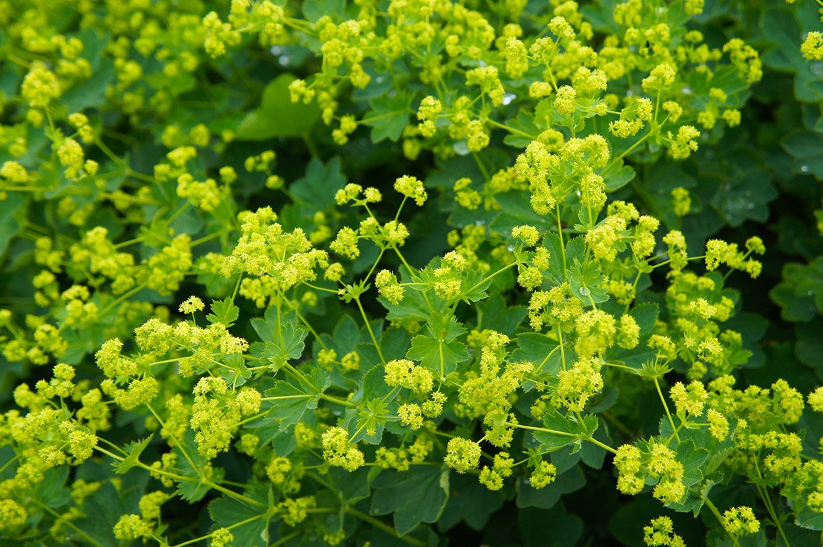 Lady's Mantle plant with acid green flowers