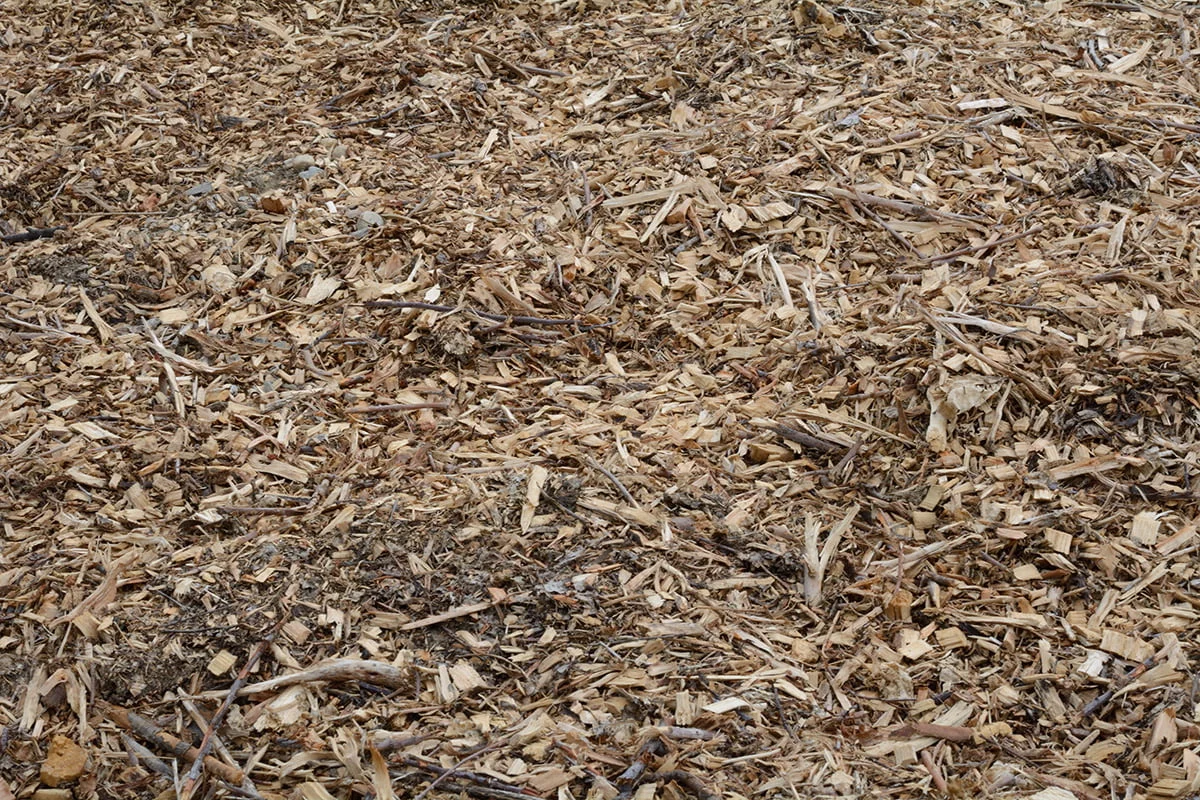 mulch made from Christmas trees