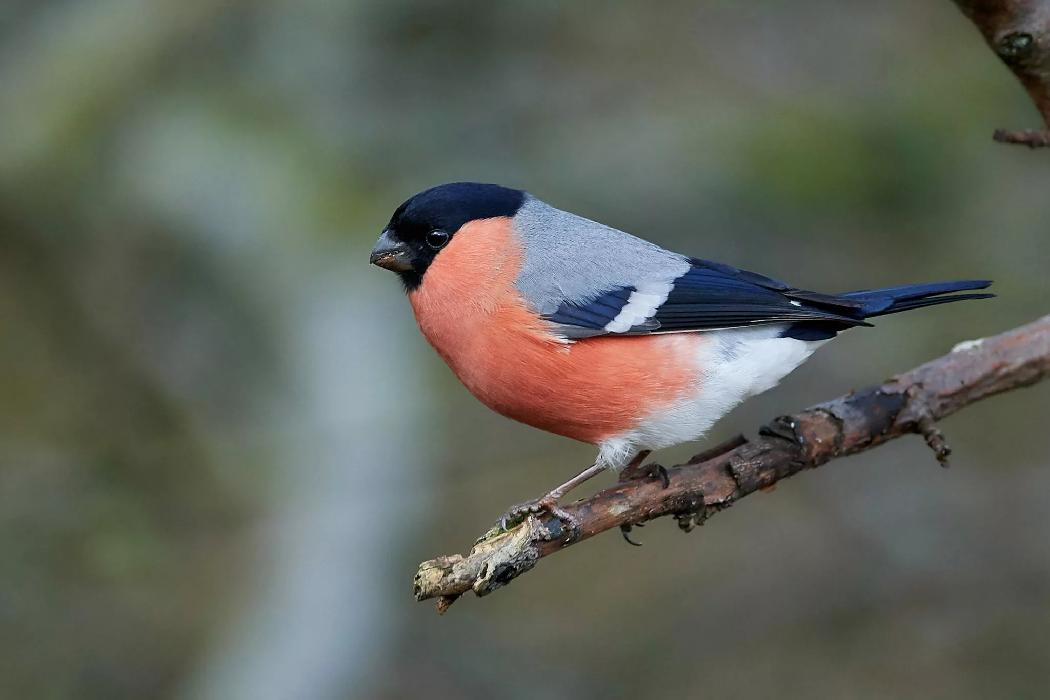 Eurasian bullfinch on branch
