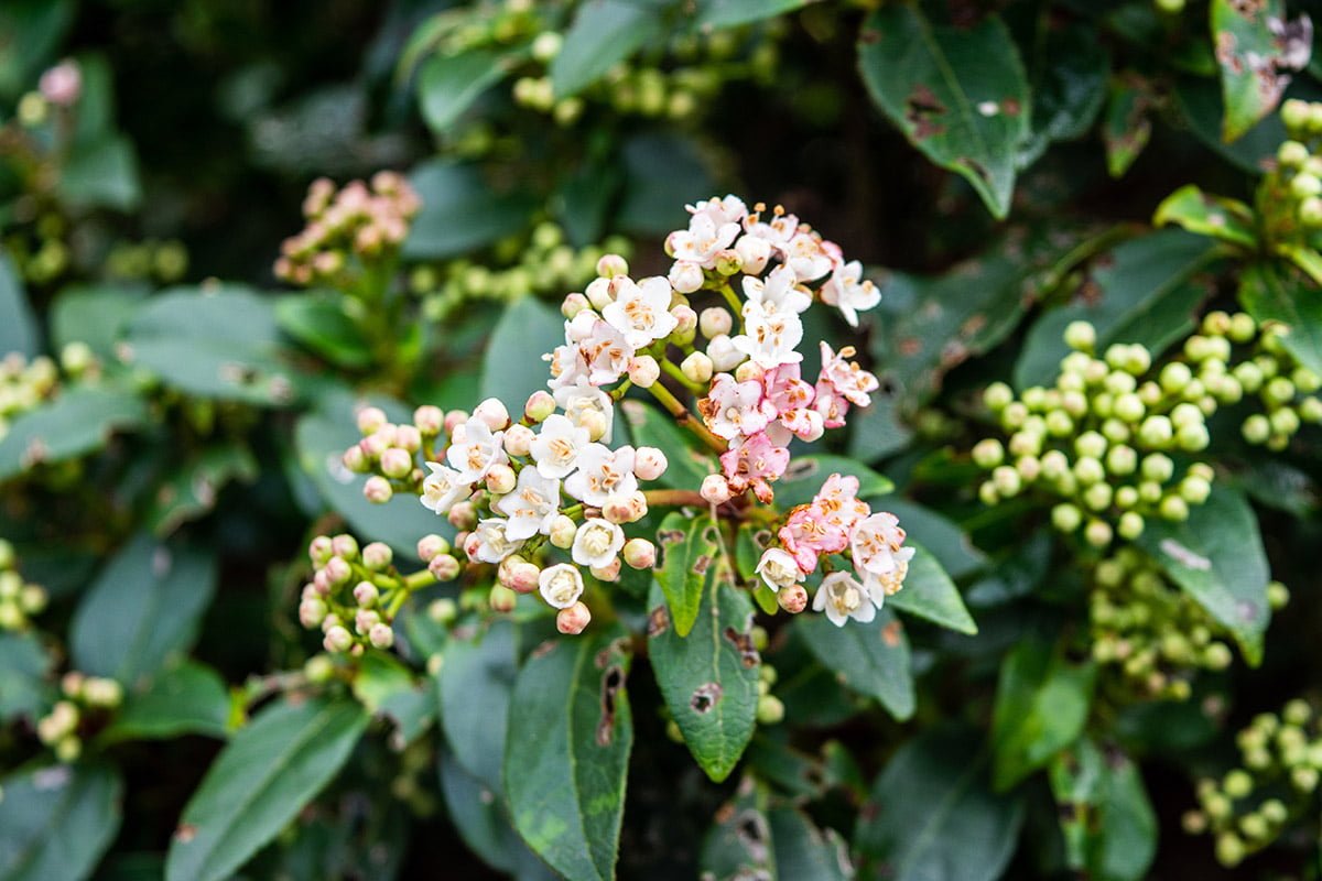 viburnum tinus 'gwenllian'