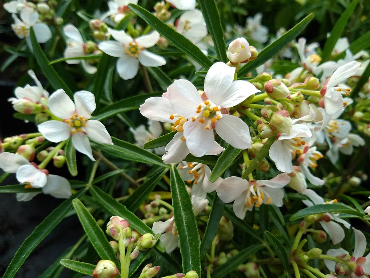 Mexican Orange Blossom with white and yellow flowers