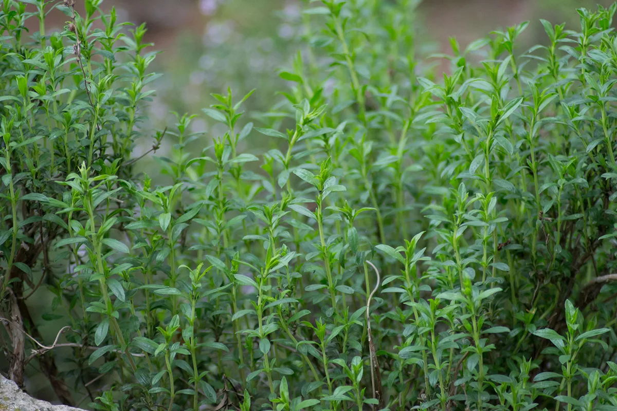 Winter Savory