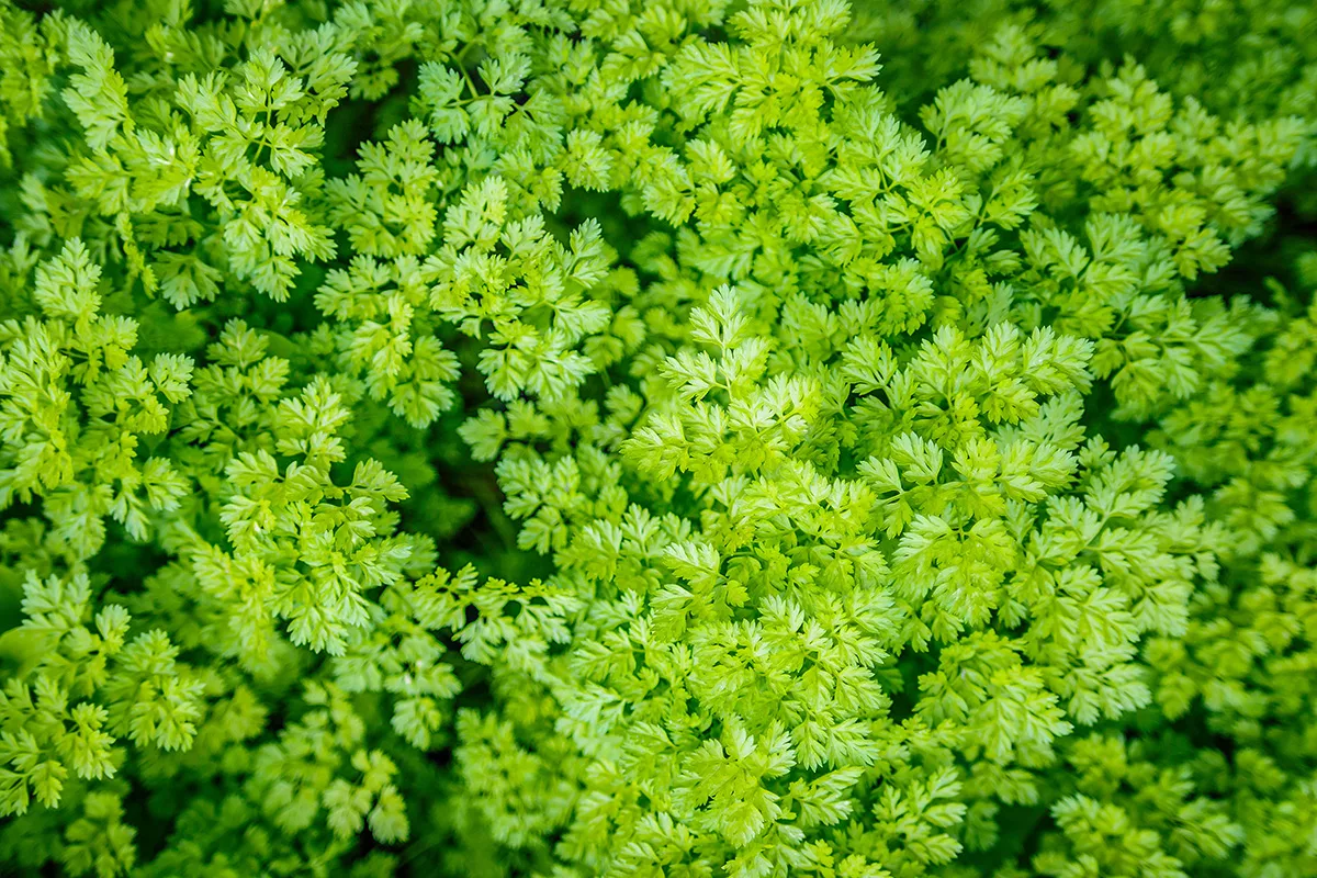 Chervil