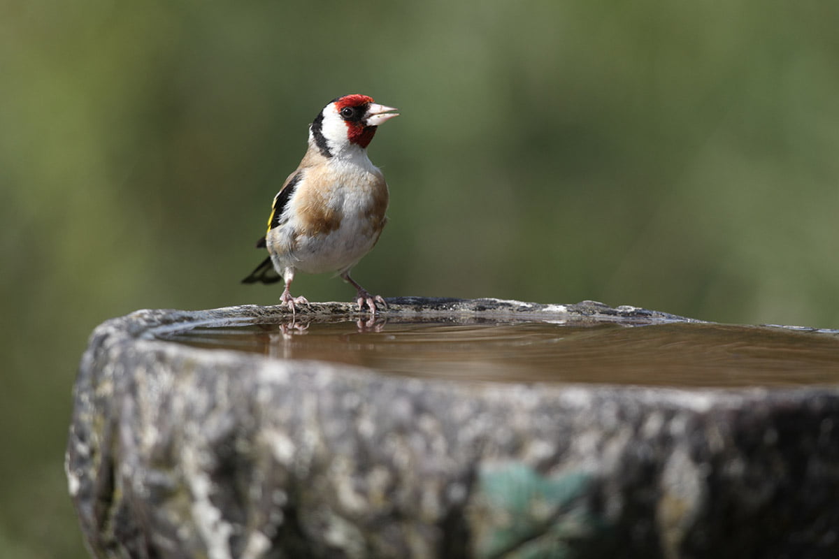goldfinch on edge of bird bath
