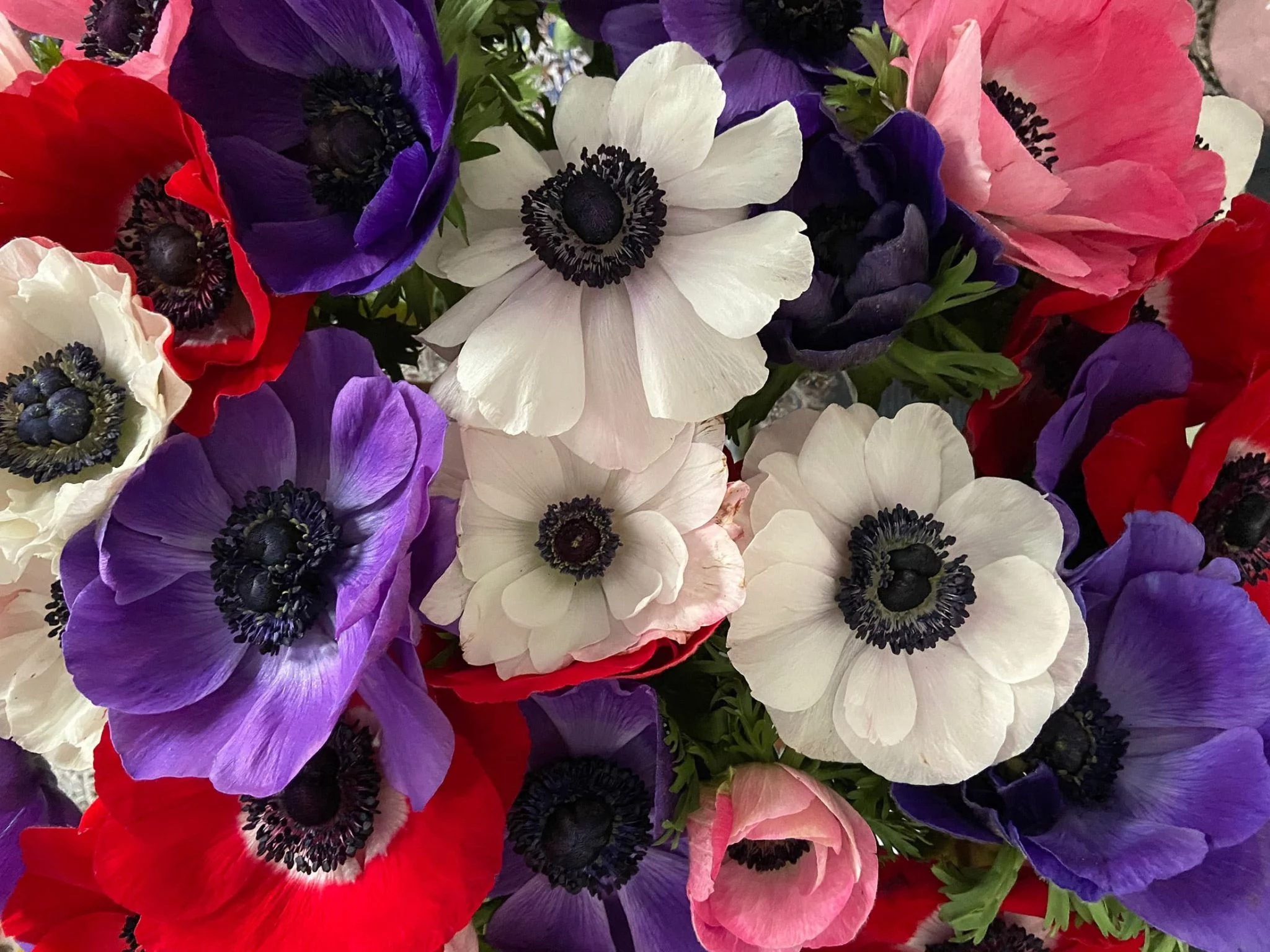 purple, white, red and pink anemone mistral flowers