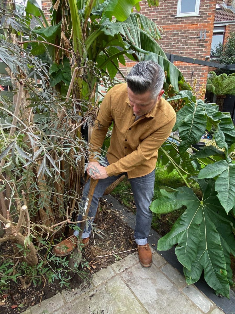 Martyn Cox digging around base of cut leaf black elder