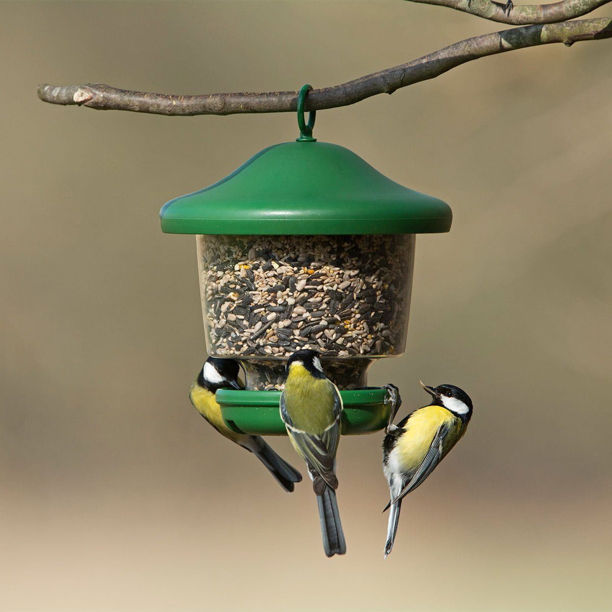Jacobi Jayne my favourites hanging bird feeder with 3 coal tits feeding