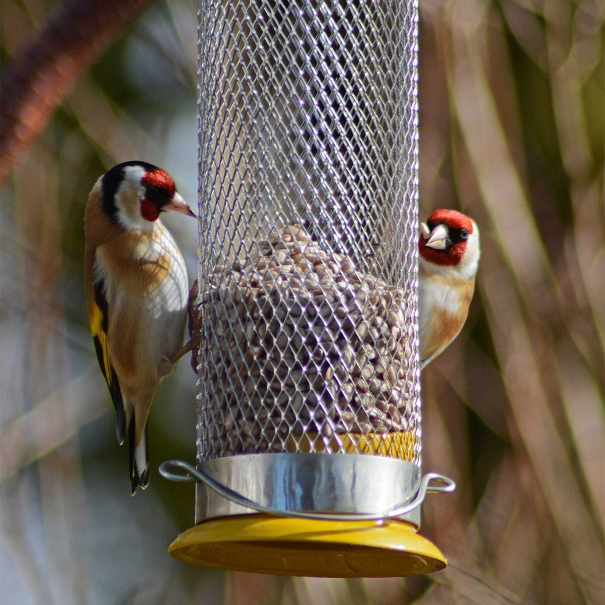 two goldfinches eating sunflower hearts from hanging feeder