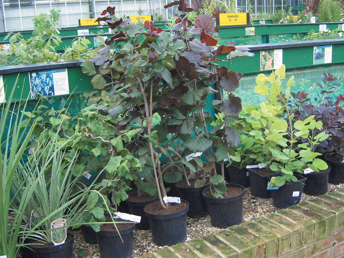 potted plants in garden centre