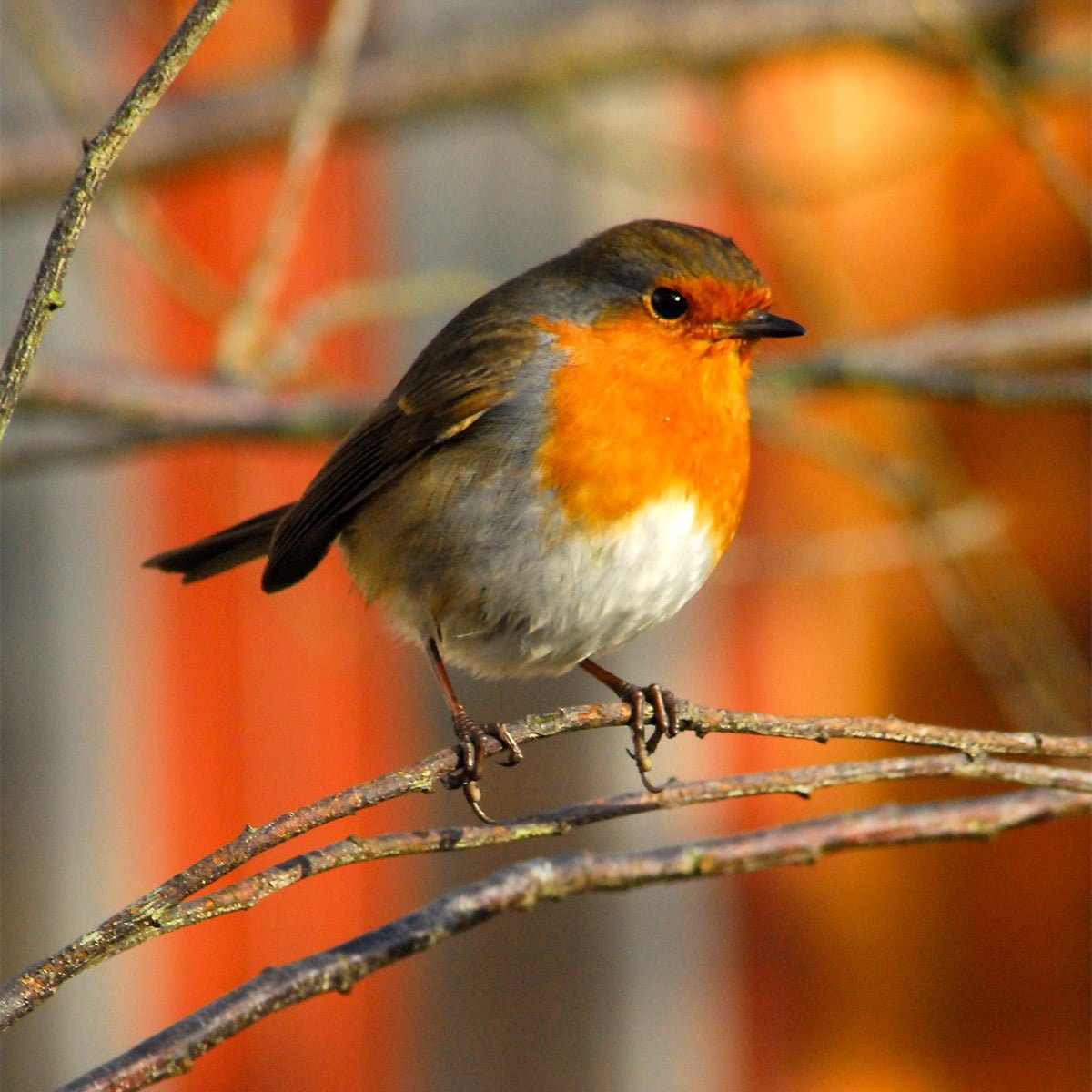 robin resting on branch in winter