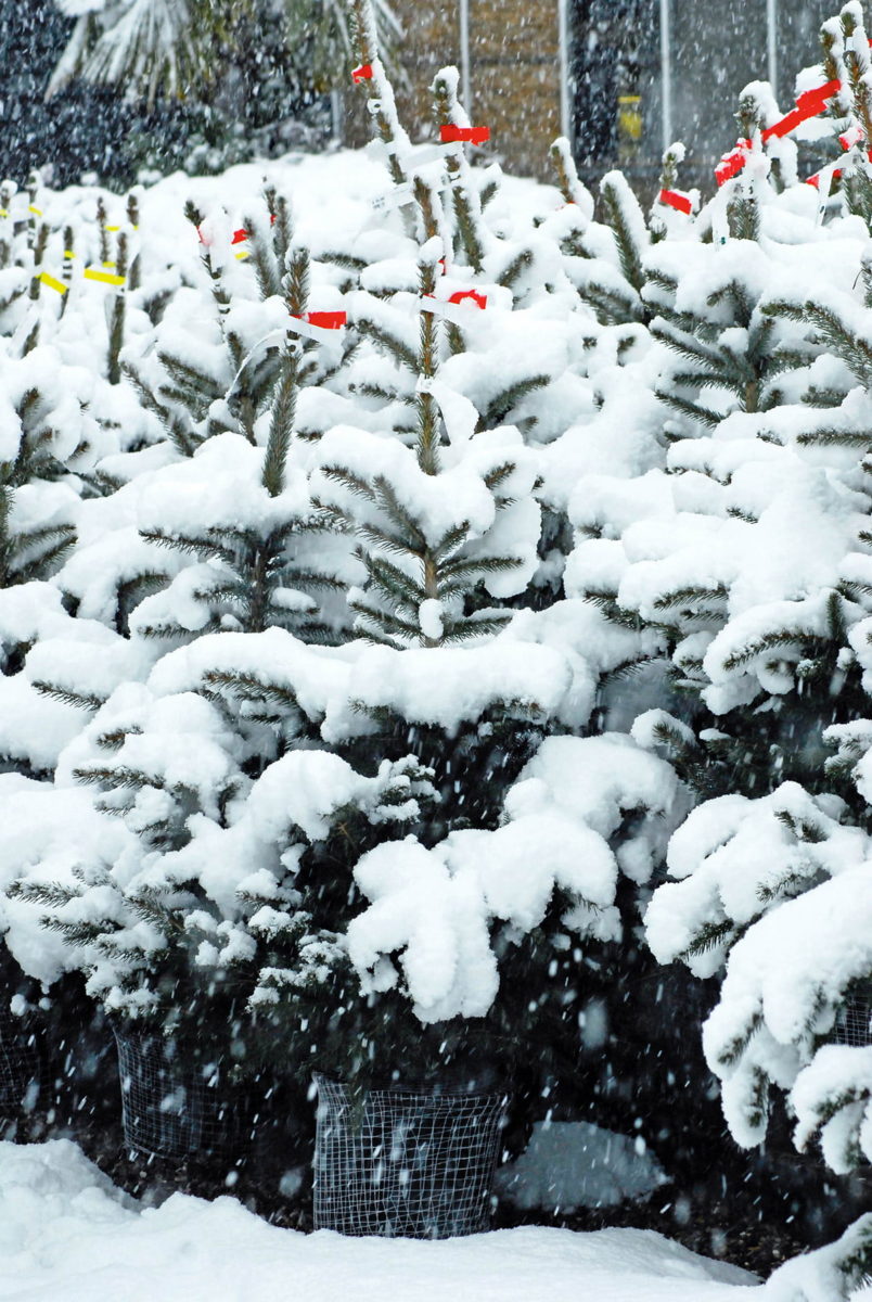 potted Christmas trees in the snow