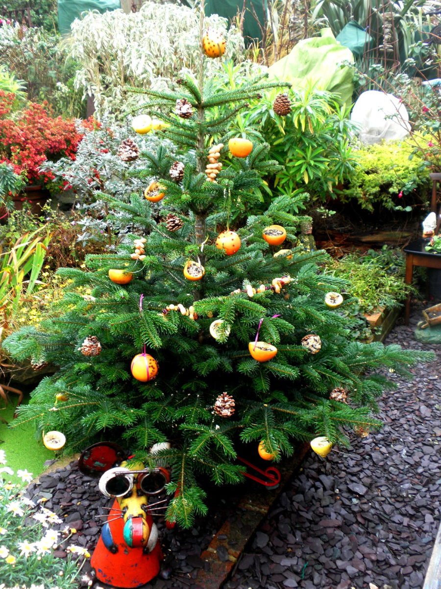 outdoor Christmas tree for birds