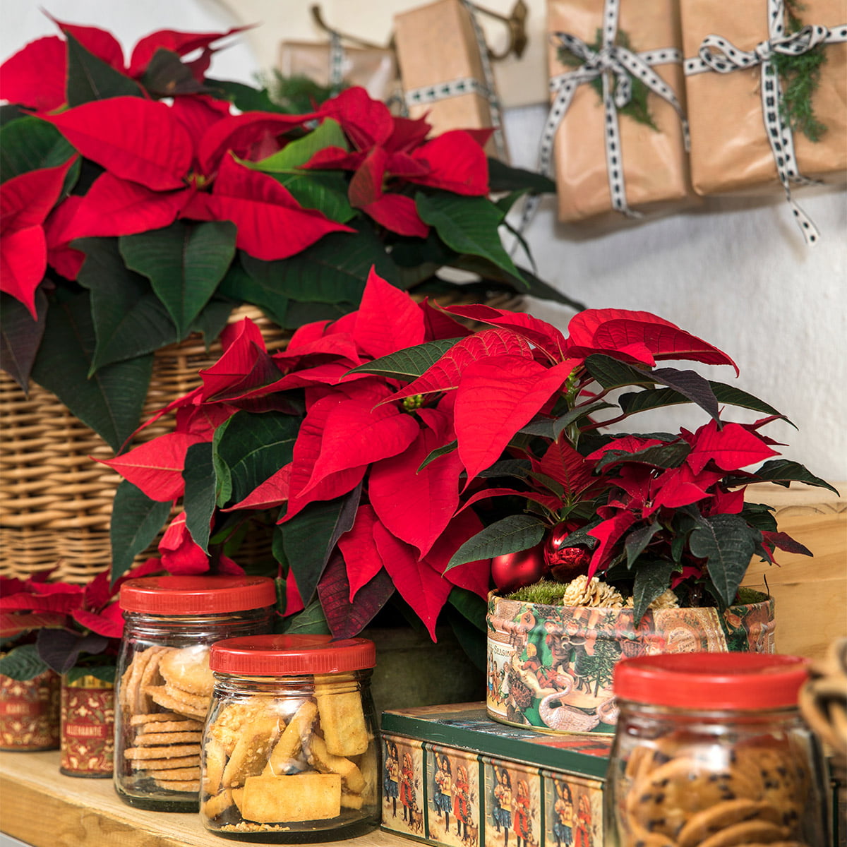 jars of biscuits and poinsettia plants on shelf