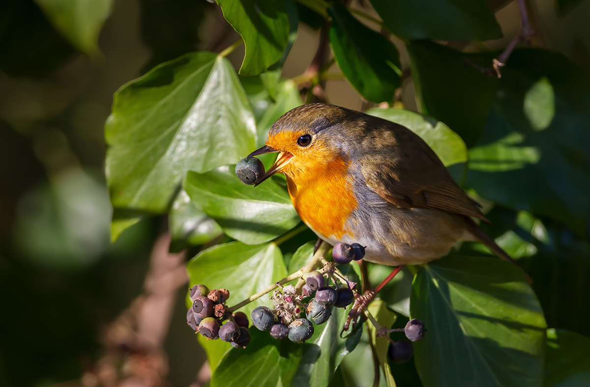 Robin eating ivy berries