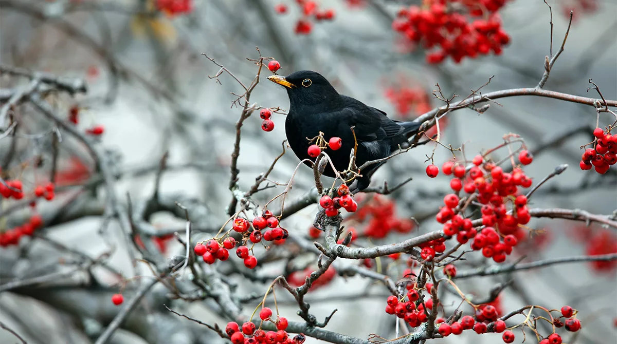 Winter food for birds