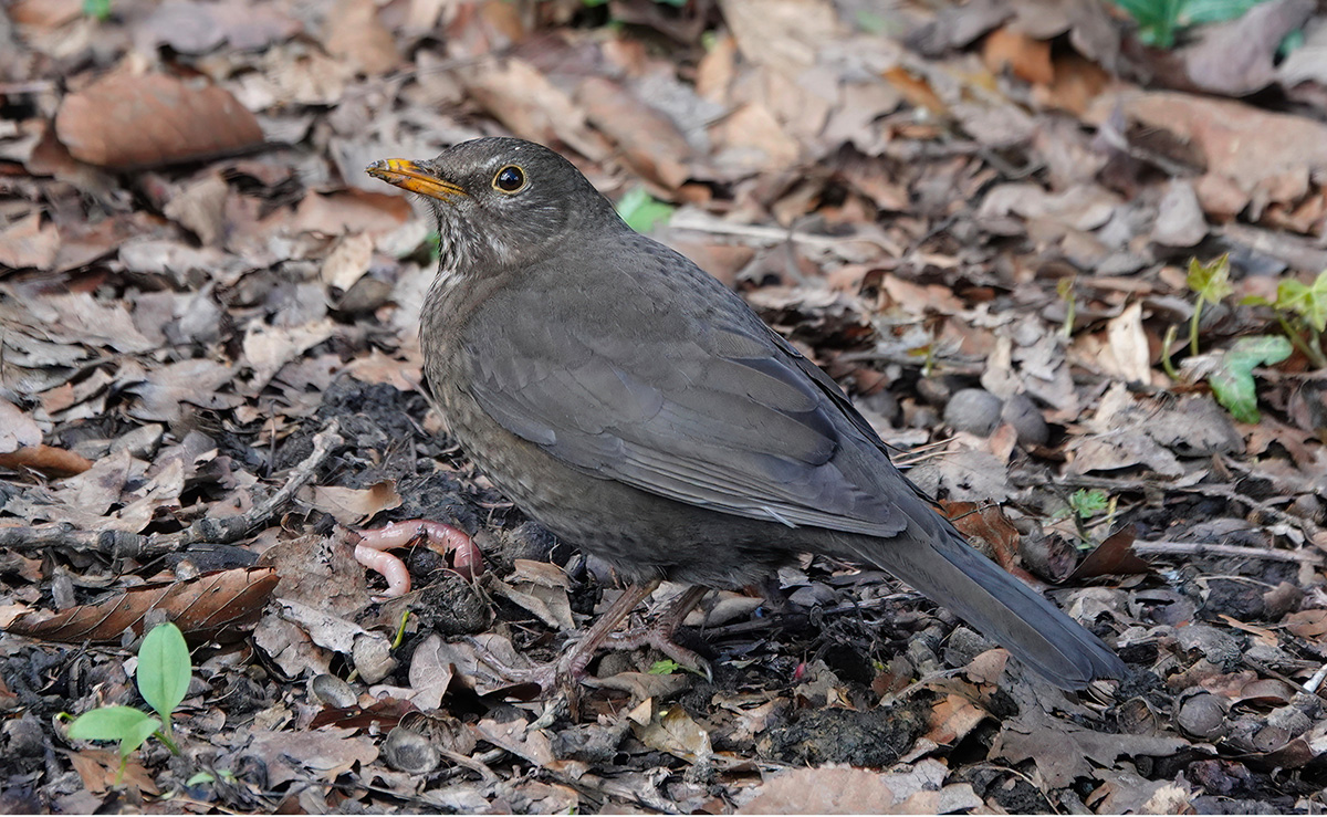 female blackbird foraging in leaves for food