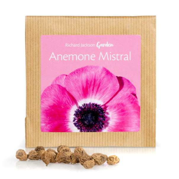 20 Italian Anemone Mistral in Gift Pack