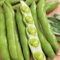 Broad bean masterpiece green longpod