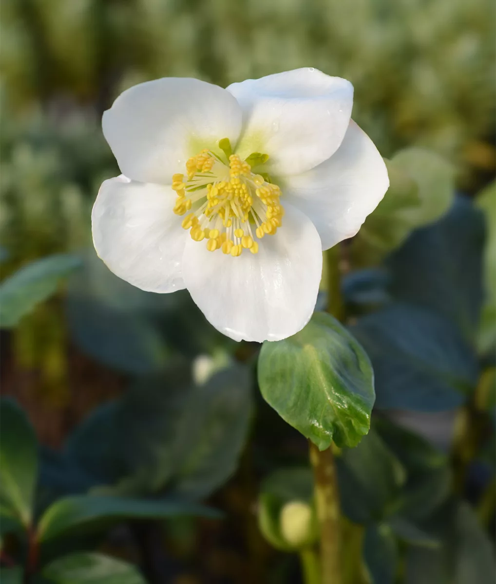 Helleborus niger 'Christmas Carol'