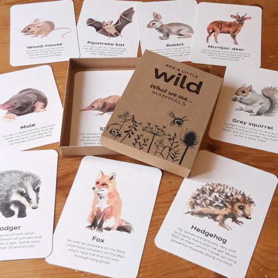 UK Mammals Nature Cards
