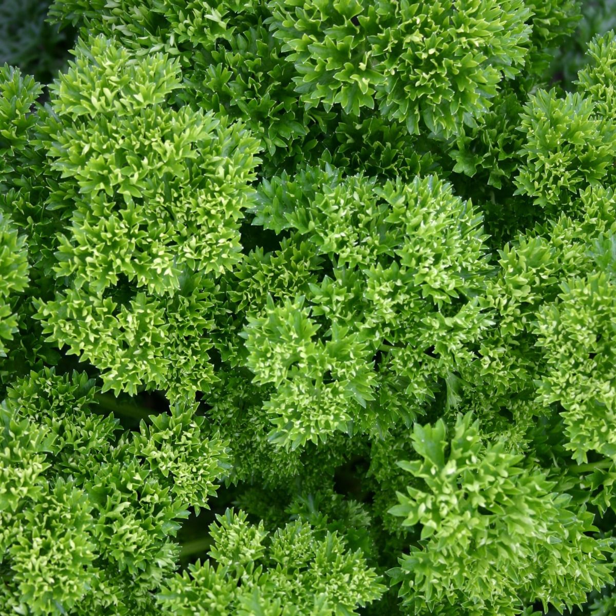 parsley moss curled