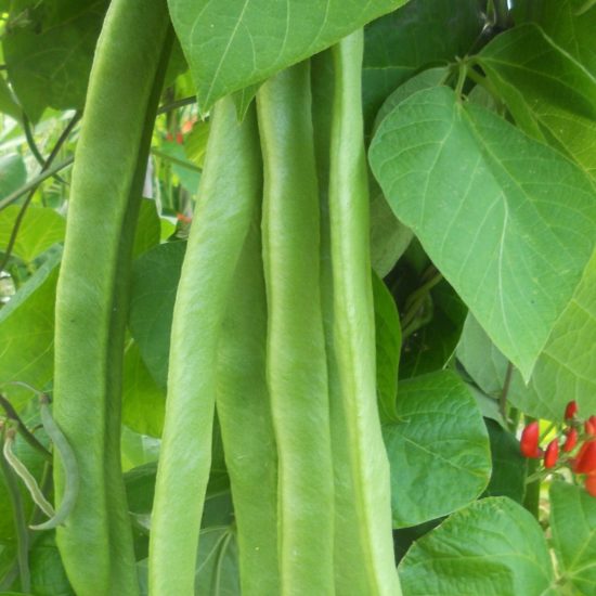 close up of runner beans growing