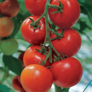 close up pic of tomato Shirley fruits hanging on the vine