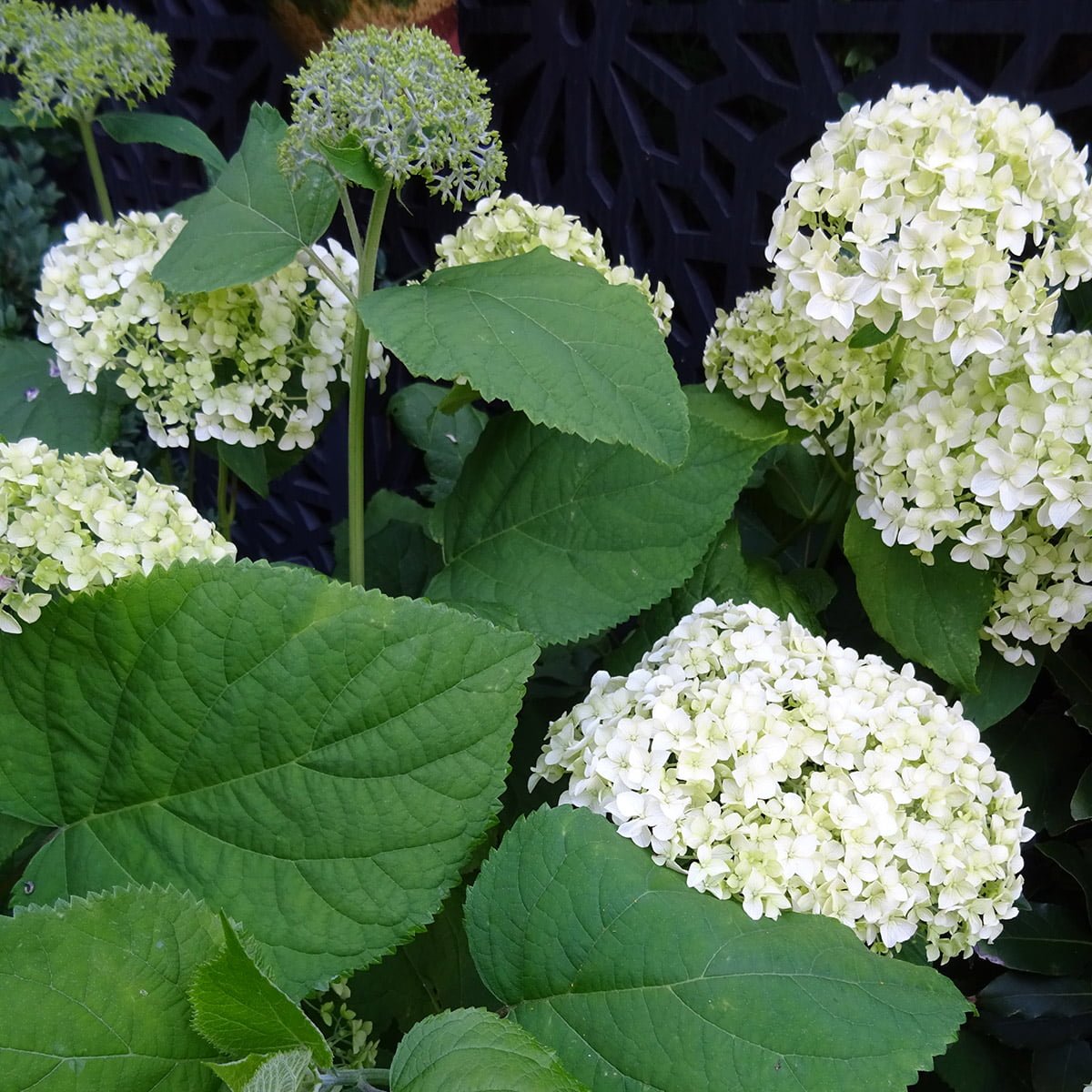 white flowers of hydrangea Annabelle