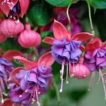 Fuchsia Winston