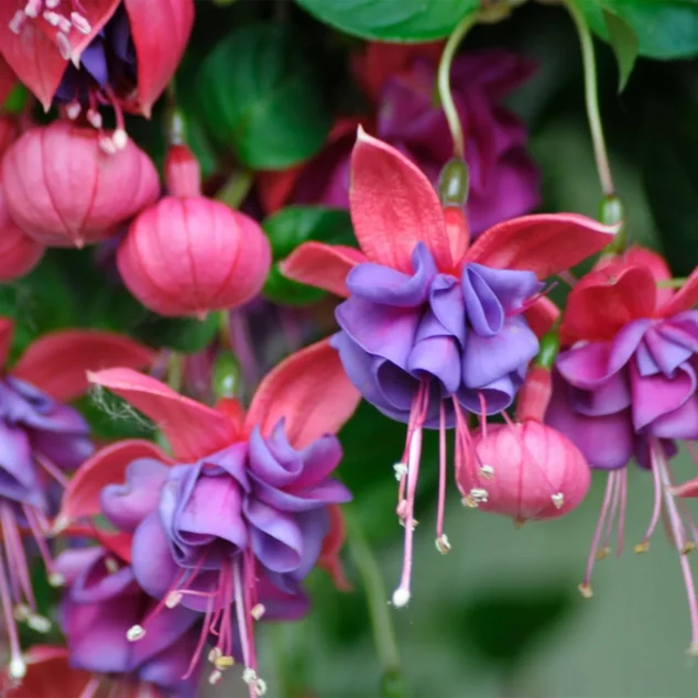 Fuchsia Winston