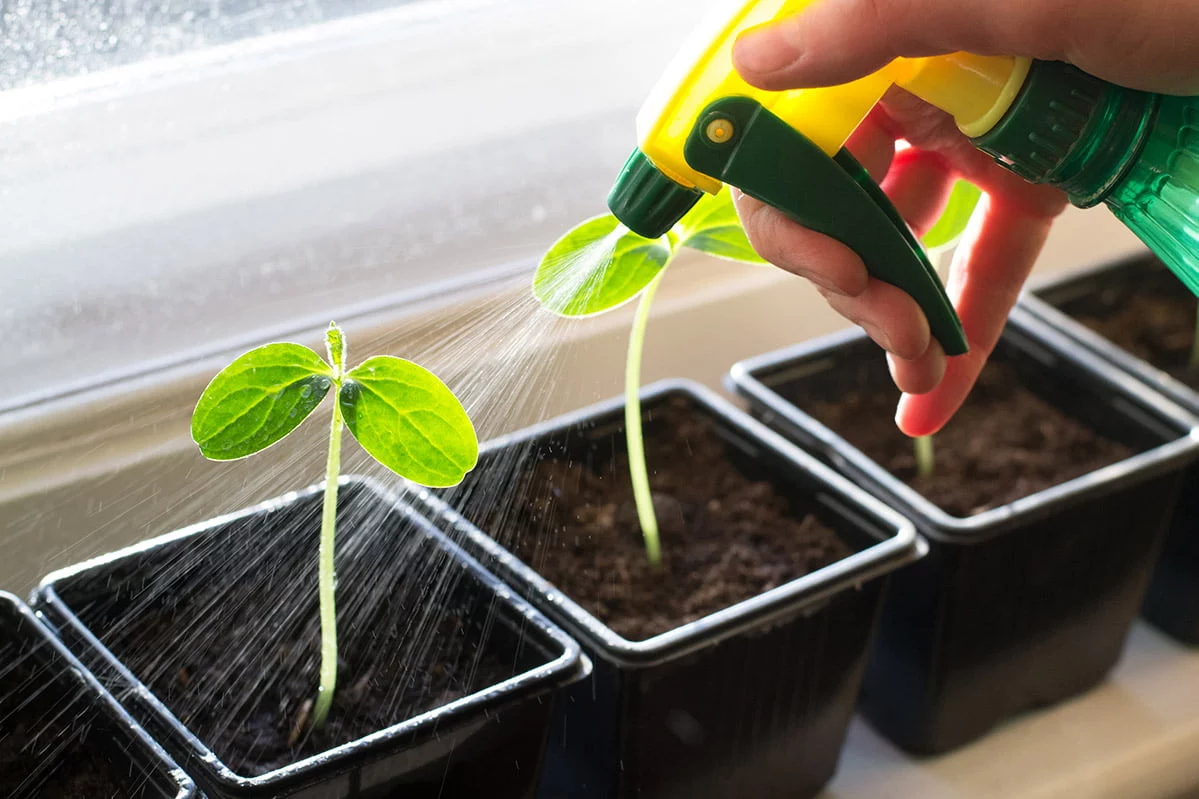 watering seedlings with hand sprayer