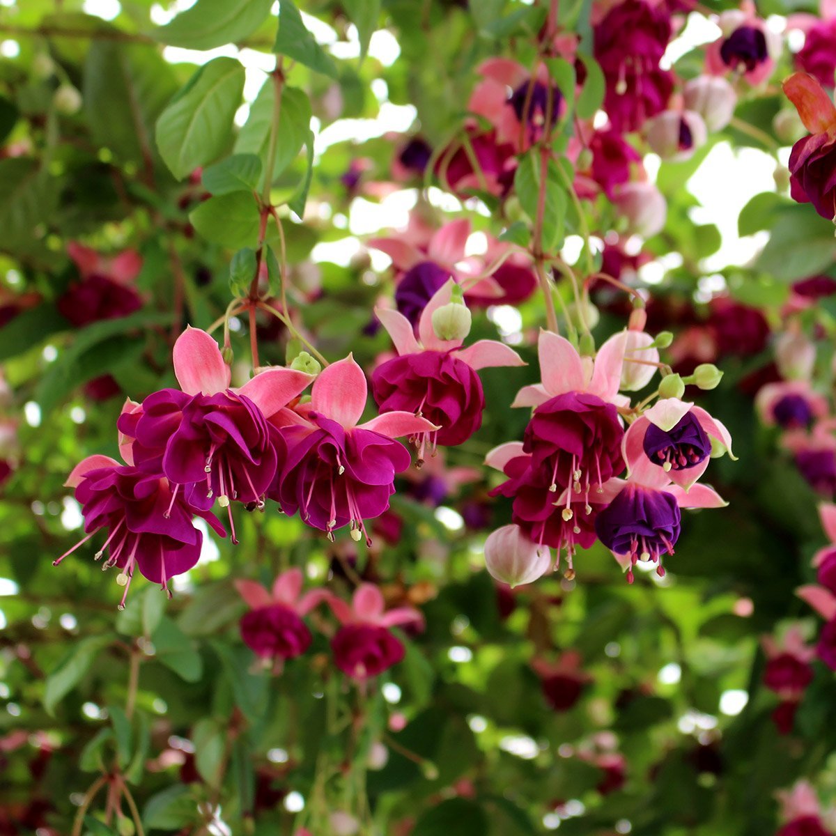 Hardy Fuchsia 'Delta Sarah': A Breathtakingly Beautiful And Resilient Garden Gem