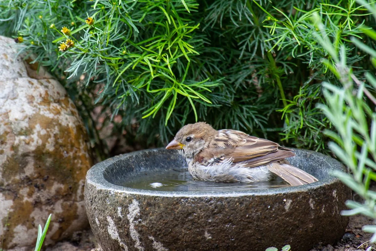sparrow bathing in stone bath